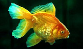 Золотая рыбка (Carassius auratus var.), L (9 см)