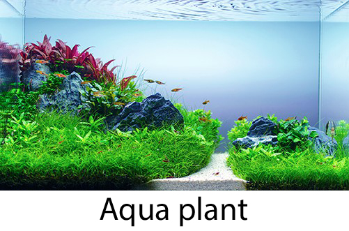 aqua-plant