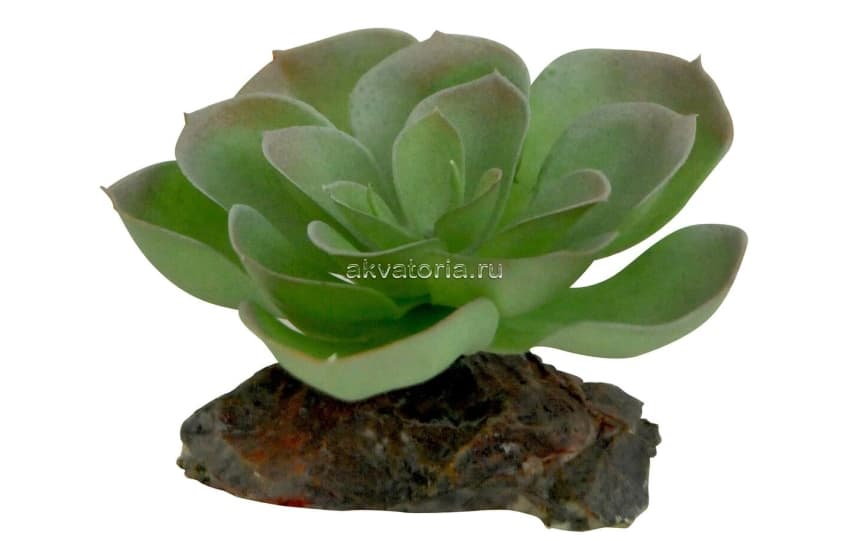 Искусственное растение Lucky Reptile Echeveria, 8 см