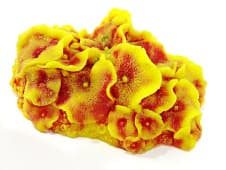 Искусственный коралл Vitality жёлто-красный (SH011RY)