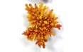 Искусственный коралл Vitality желтый, M (MA116Y)