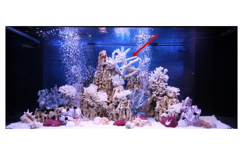 Коралл натуральный Олений Рог, ветка, XL