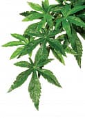 Искусственное подвесное растение на присоске Hagen ExoTerra Abutilon 40 см