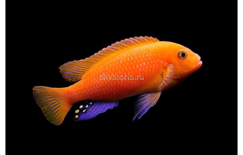Псевдотрофеус зебра (Pseudotropheus zebra), M (5-7 см)