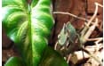 Растение-поилка для террариума с капельной системой малое Hagen Exo Terra Dripper Plant Small