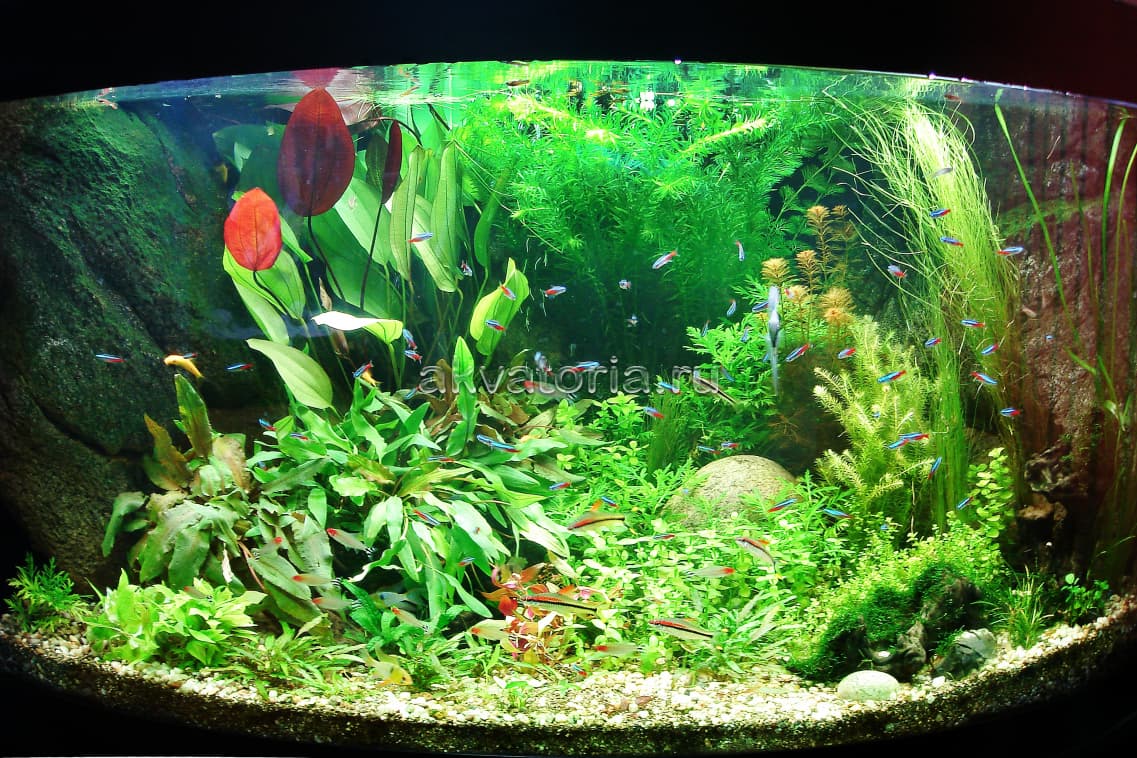 Оформление живыми растениями в аквариуме Juwel Trigon 350