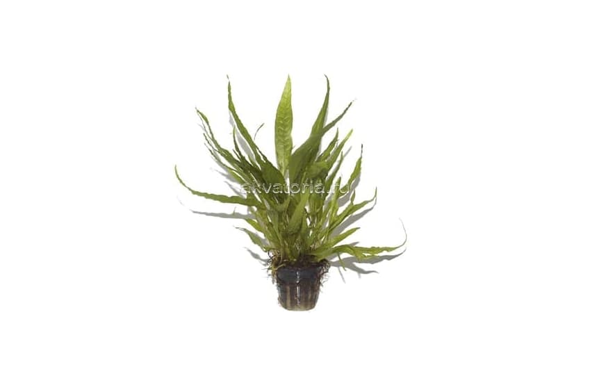 Микрозориум (Microsorum pteropus), торговая упаковка