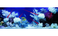 Коралл акропора для аквариума