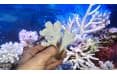 Искусственный коралл Vitality белый (SH9203W)