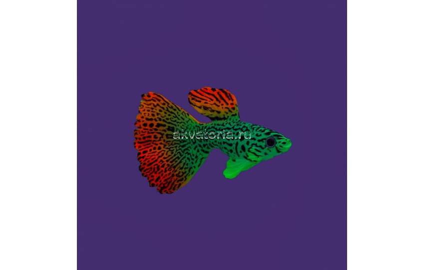 Искусственная декорация флуоресцентная GLOXY Рыба гуппи на леске