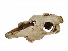 Декорация "Череп буйвола" Lucky Reptile Skull Cow, 22,5×12,5×8,5 см