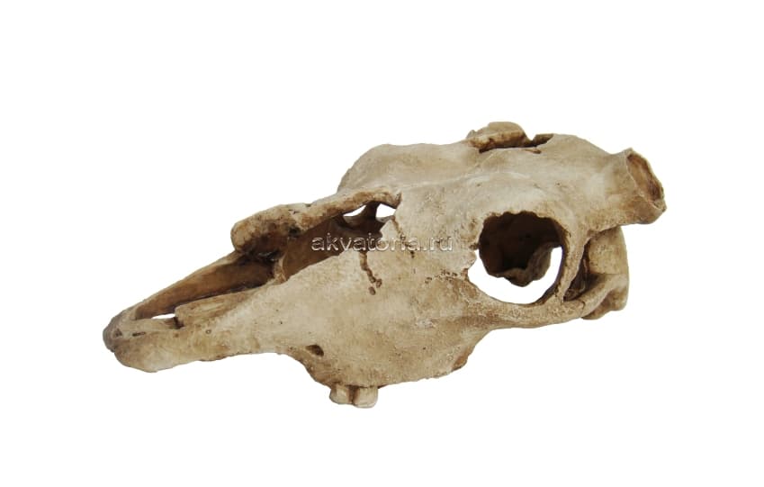Декорация "Череп буйвола" Lucky Reptile Skull Cow, 22,5×12,5×8,5 см