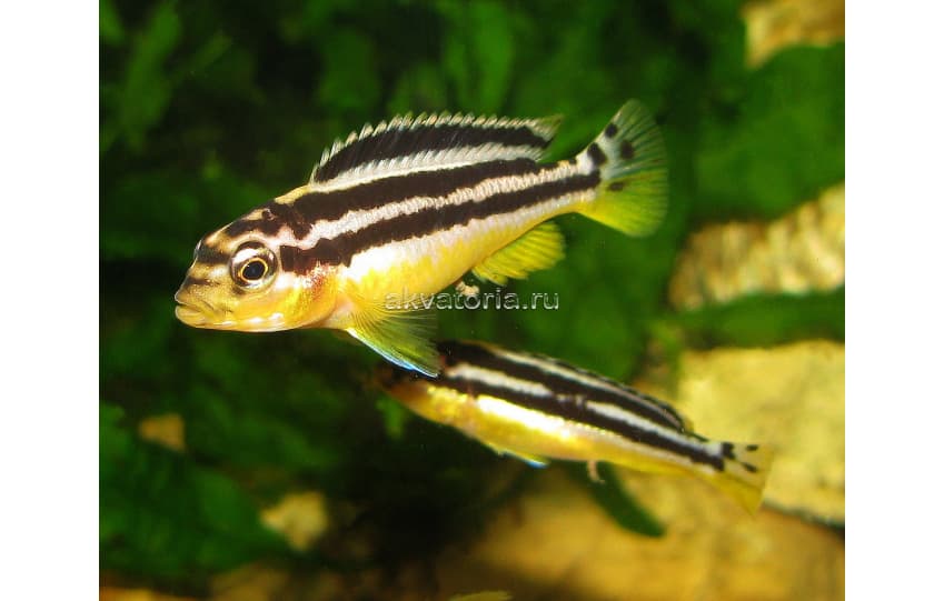 Меланохромис ауратус (Melanochromis auratus), L (6-8 см) – купить в  магазине аквариумов Акватория