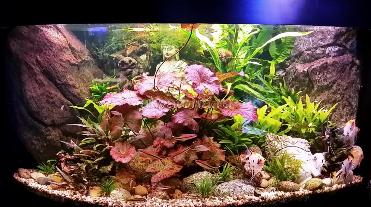 Аквариум Juwel Trigon 350 с живыми растениями