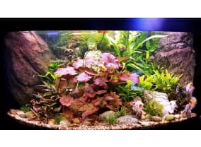 Аквариум Juwel Trigon 350 с живыми растениями