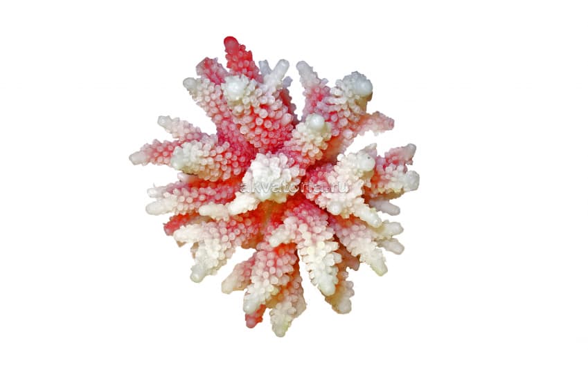Искусственный коралл Vitality красно-белый (SH095PI)