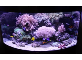 Морской аквариум в Juwel Trigon 350