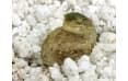 Субстрат для инкубации яиц рептилий Lucky Reptile HatchRite, 2 л