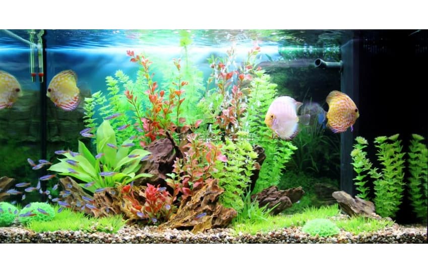 Самостоятельное оформление аквариума 60-150 л искусственными растениями (тип 1)