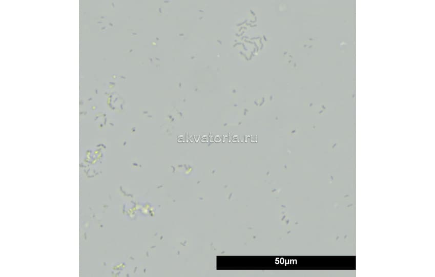 Бактерии для активации фильтра JBL FilterStart, 10 мл