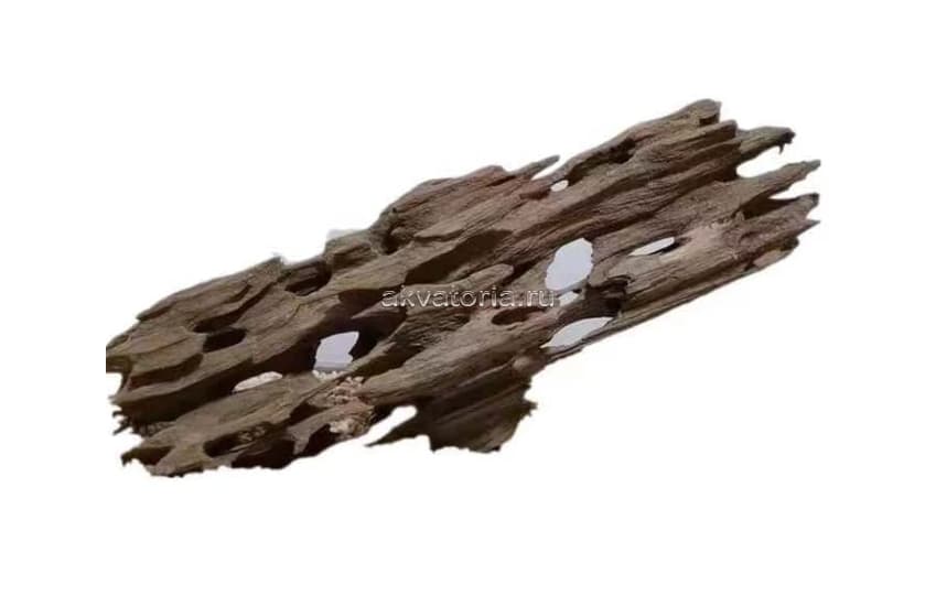 Коряга натуральная PRIME Дракон, S
