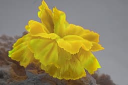 Искусственный коралл Vitality жёлтый (SH205SY)
