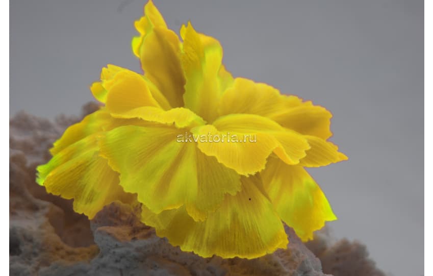 Искусственный коралл Vitality жёлтый (SH205SY)