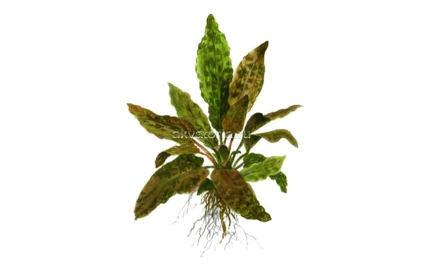 Криптокорина коричневая (Cryptocoryne Brown)