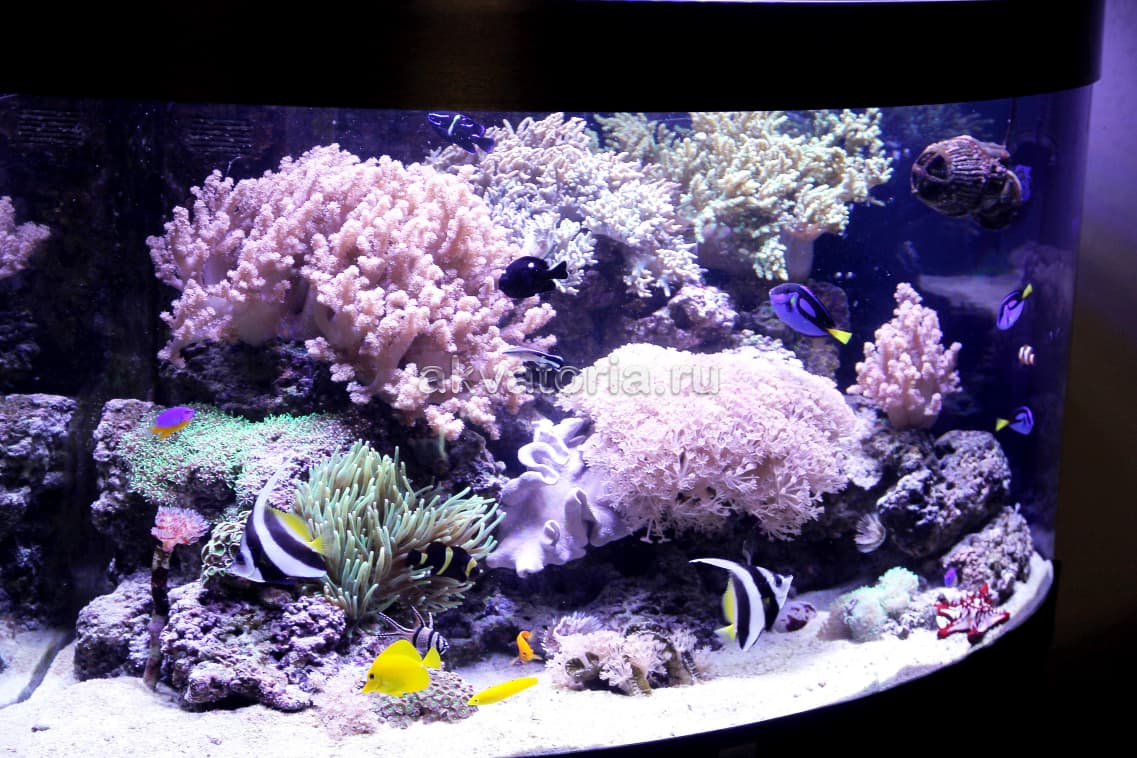 Море с мягкими кораллами в Juwel Trigon 350