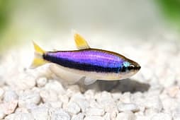Керри фиолетовый неон (Inpaichthis kerri), M (2,5-3,0см)