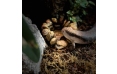 Лягушачий пруд EXO TERRA Frog Pond, 15×12,5×5,5 см