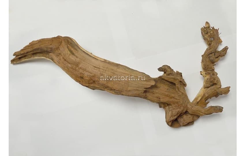 мелкая мангровая коряга