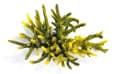 Искусственный коралл Vitality желто-зеленый, XL (SH034)