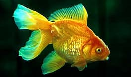Золотая рыбка (Carassius auratus var.), L (9 см)