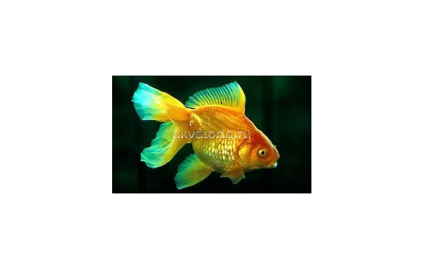 Золотая рыбка (Carassius auratus var.), L (9 см)