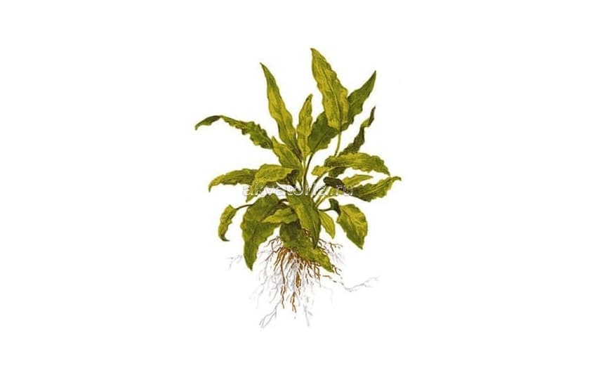 Криптокорина зеленая (Cryptocoryne Green)