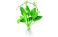 Эхинодорус зеленый (Echinodorus Green)