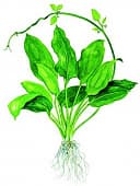 Эхинодорус зеленый (Echinodorus Green)