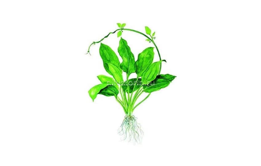 Эхинодорус зеленый (Echinodorus Green)