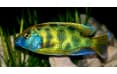 Нимбохромис венустус (Nimbochromis venustus) самец