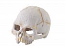 Террариумная декорация Hagen ExoTerra Primate Skull Small  