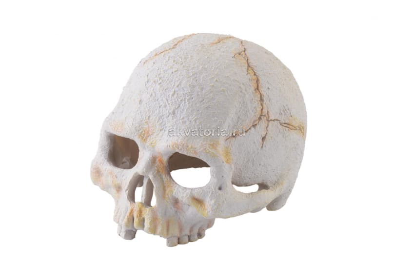 Террариумная декорация Hagen ExoTerra Primate Skull Small  "Череп примата малый"