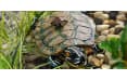 Черепаший берег Hagen ExoTerra Большая черепаха