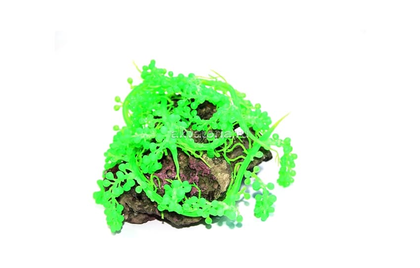 Искусственная композиция Vitality зеленая каулерпа на камне