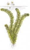 Элодея/эгерия (Egeria sp.)