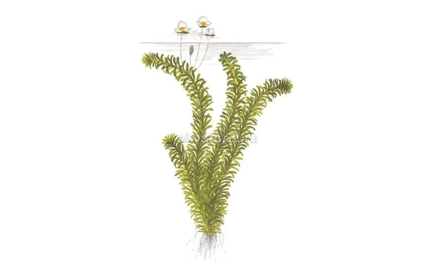 Элодея/эгерия (Egeria sp.)