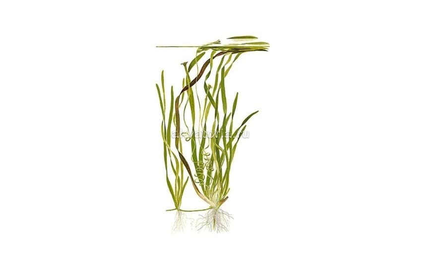 Валлиснерия (Vallisneria)