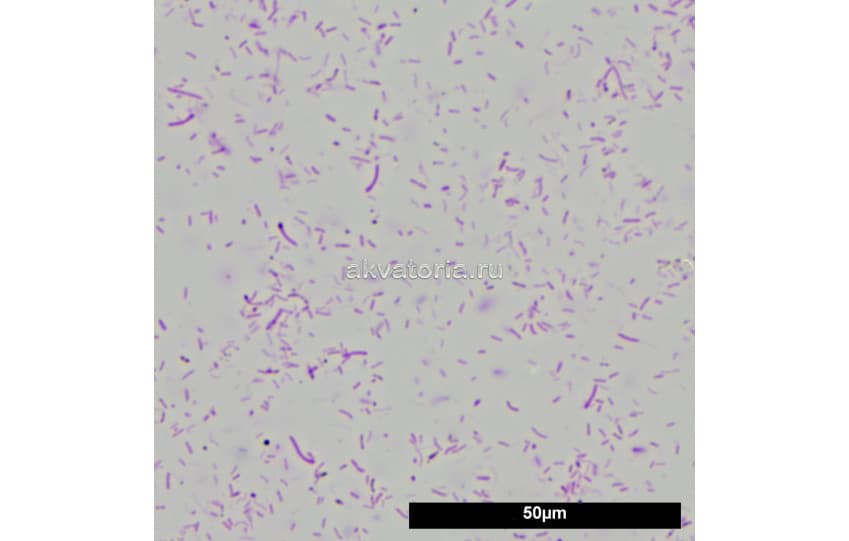 Стартовые бактерии для аквариума JBL Denitrol, 100 мл