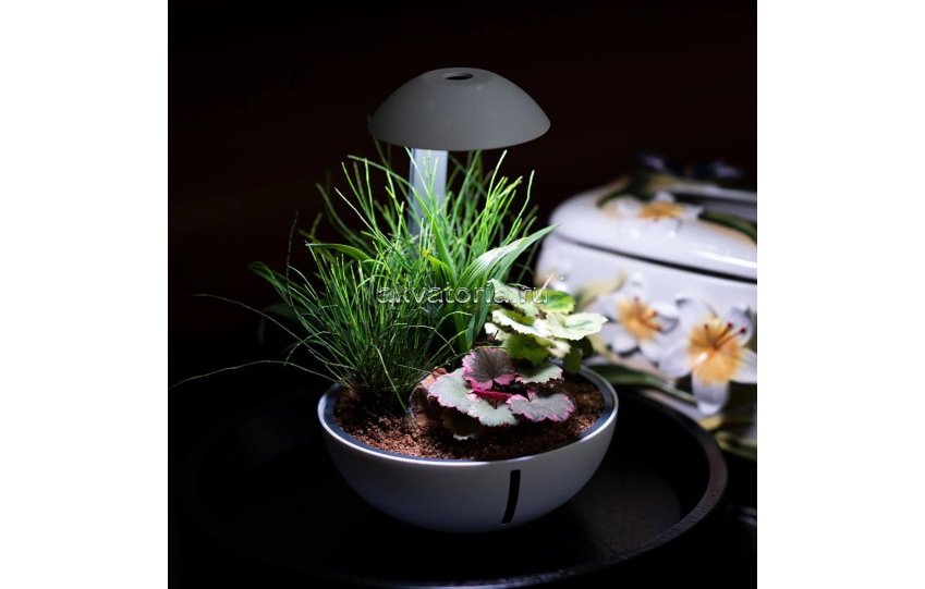 Набор для флорариума Chihiros Tiny terrarium egg