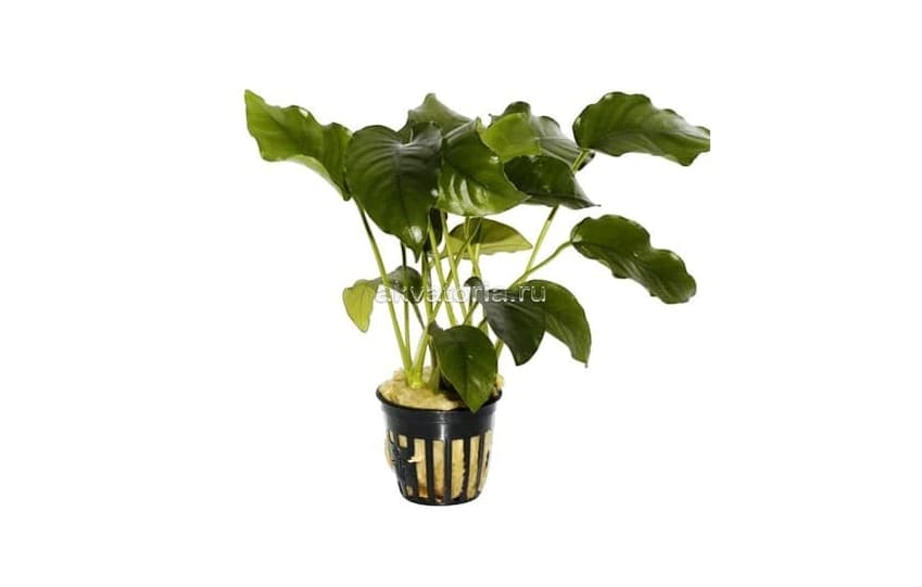 Анубиас Бартера, торговая упаковка